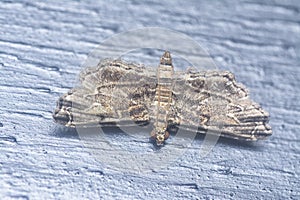 Closeup of the tiny brown sufetula moth photo