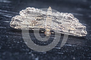 Closeup of the tiny brown sufetula moth photo