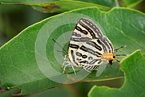 Image of Club Silverline ButterflyCigaritis syama.