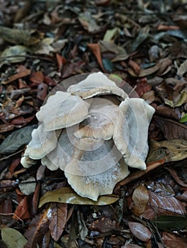 cluster of the pale brittlestem mushroom photo