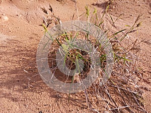 cluster of wild buffelgrass on the dry and sandy ground photo