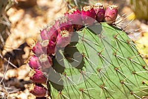 Image of a Coastal prickly pear (Opuntia littoralis)