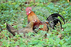 Image of and hen.