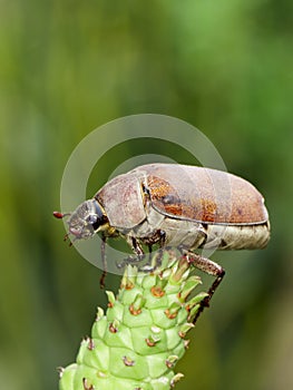 Image of cockchafer Melolontha melolontha on a branch on a natural background. Insect. Animals