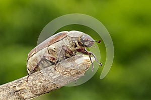 Image of cockchafer Melolontha melolontha on a branch on a natural background. Insect. Animals