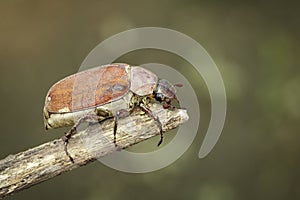 Image of cockchafer Melolontha melolontha on a branch on a natural background. Insect. Animals