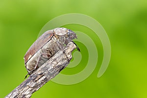 Image of cockchafer Melolontha melolontha on a branch on a natural background. Insect. Animals