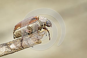 Image of cockchafer Melolontha melolontha on a branch on a natural background. Insect. Animals