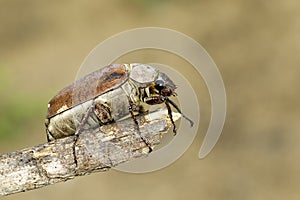 Image of cockchafer Melolontha melolontha on a branch on a natural background. Insect. Animals