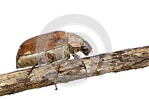 Image of cockchafer Melolontha melolontha on a branch on white background. Insect. Animals