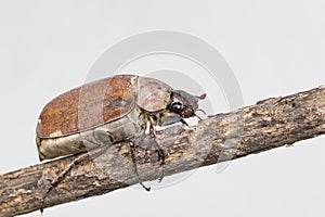 Image of cockchafer Melolontha melolontha on a branch on white background. Insect. Animals