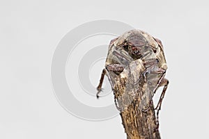 Image of cockchafer Melolontha melolontha on a branch on white background. Insect. Animals