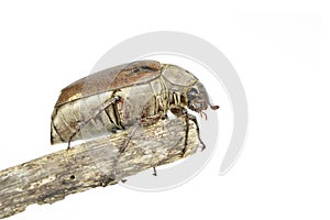 Image of cockchafer Melolontha melolontha on a branch on white background. Insect. Animals