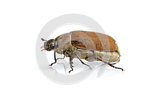 Image of cockchafer Melolontha melolontha isolated on white background. Insect. Animals