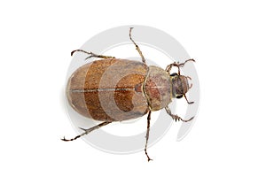 Image of cockchafer Melolontha melolontha isolated on white background. Insect. Animals