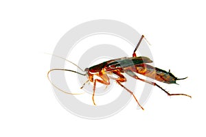 Image of a cockroach crawling insect pest