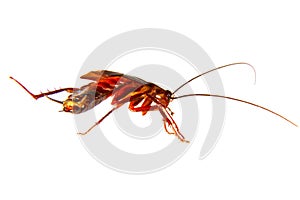 Image of a cockroach crawling insect pest