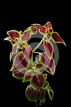 Image of coleus or painted nettle on black