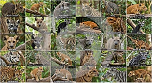 asian palm civet variations and comparison photo