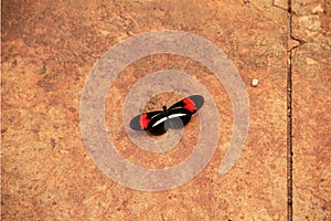 Image of a beautiful colored butterfly resting.