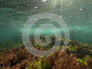 Image with colorful marine vegetation