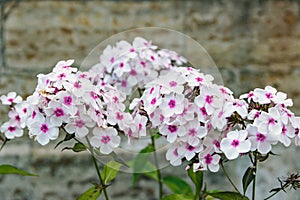 Image of colorful Phlox paniculata in the garden