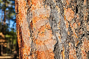 Colorful pine tree bark detail