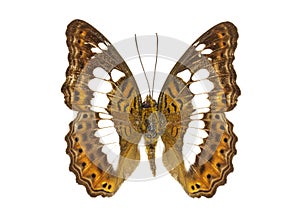 Image of Commander Butterfly Moduza procris.