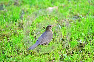 image of a  common blackbird on a grass
