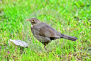 image of a  common blackbird on a grass