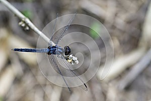 Image of Common blue skimmer dragonflyOrthetrum glaucum.