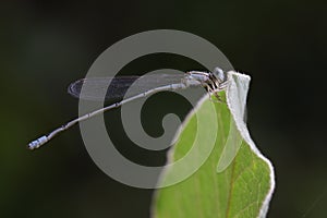 Image of Common Bluet Enallagma cyathigerum.