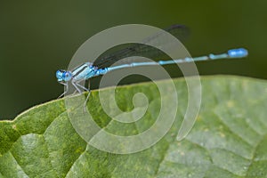 Image of Common Bluet Enallagma cyathigerum.