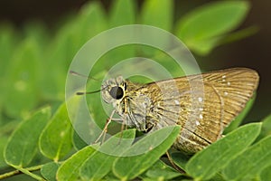 Image of The Common Branded Swift Butterfly.