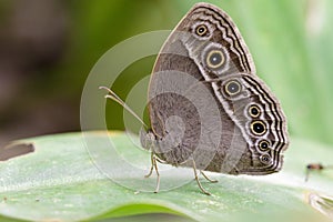 Image of Common Bushbrown Butterfly.