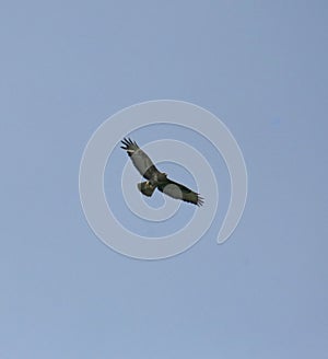 Buzzard in flight over Surrey