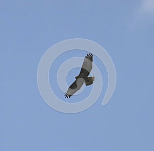 common buzzard in flight silhouette