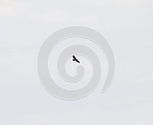 Buzzard in flight in clouds