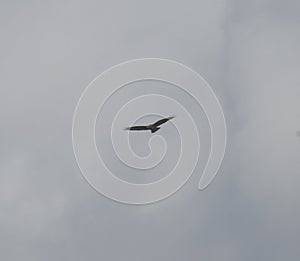 Common buzzard in flight