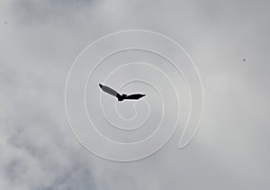 Common buzzard in flight in silhouette