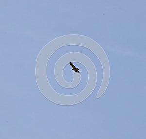 Common buzzard riding the thermals