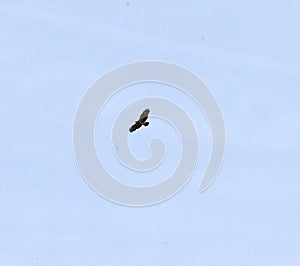 Buzzard in silhouette