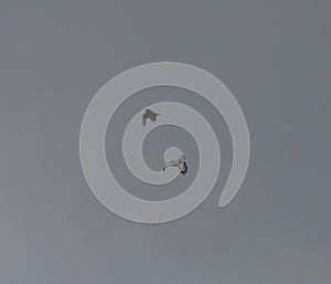 Common buzzards in sky dance