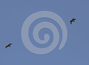 Common buzzards in flight