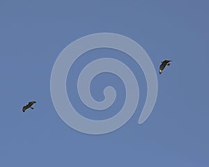 Common buzzards in flight