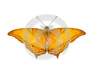 Image of common cruiser butterfly Vindula erota erota isolated on white background. Insect. Animals