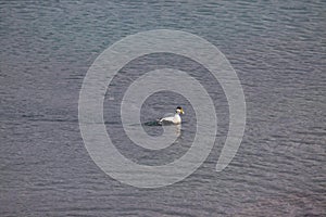 Image of common eider,a typical sea-duck of iceland