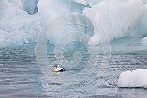 Image of common eider,a typical sea-duck of iceland