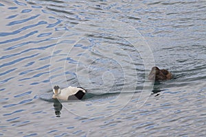 Image of common eider,a typical sea-duck of iceland