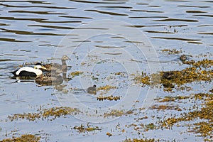 Image of common eider,a typical sea-duck of iceland